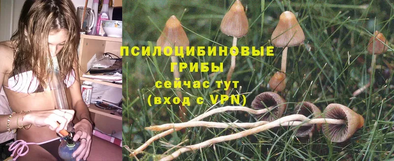 Псилоцибиновые грибы Magic Shrooms  купить наркоту  Реутов 